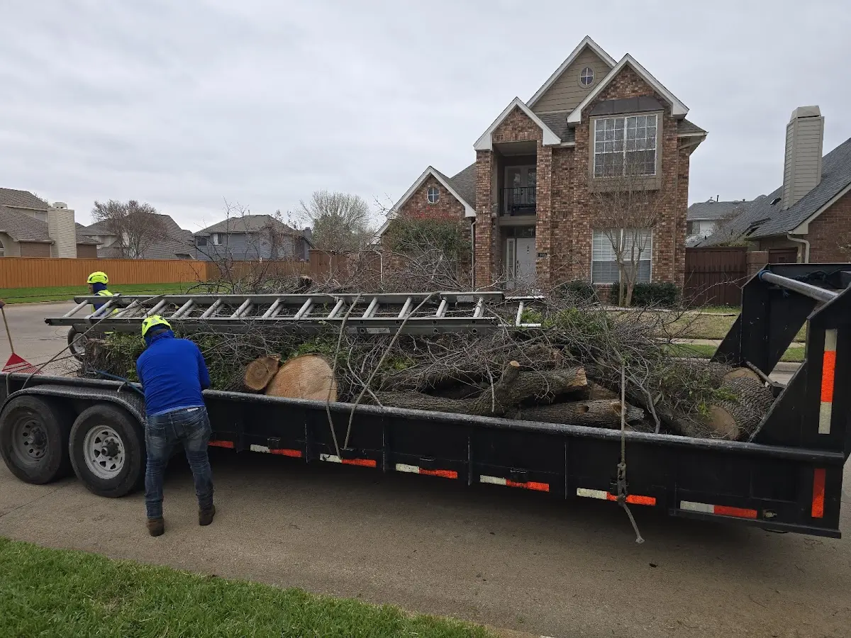 Expert Tree Fertilization with proper safety equipment in Sutton
